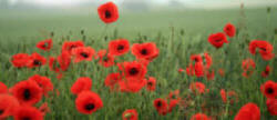 Poppy Fields